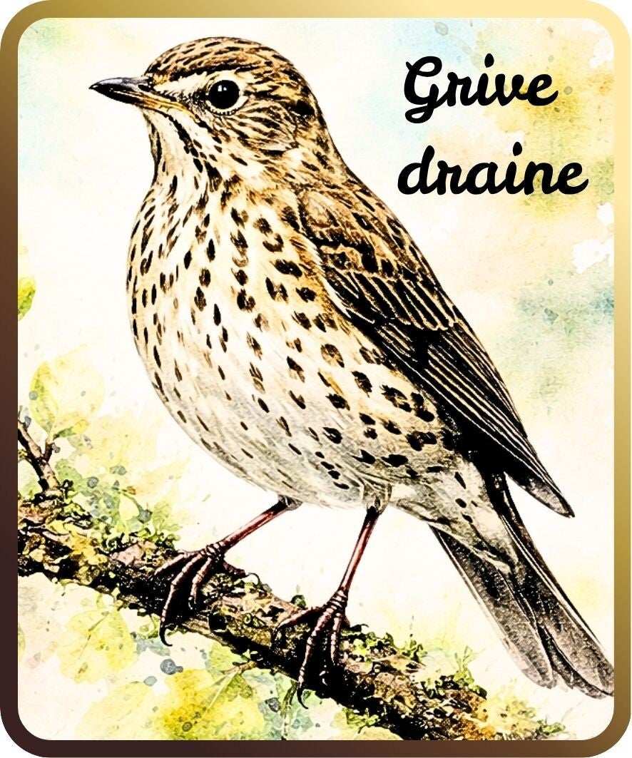 oiseaux