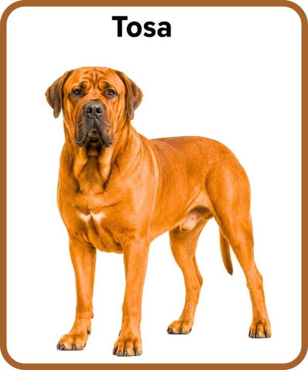 chien