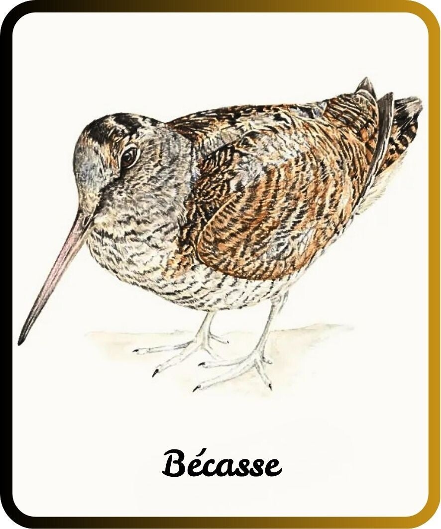 oiseaux