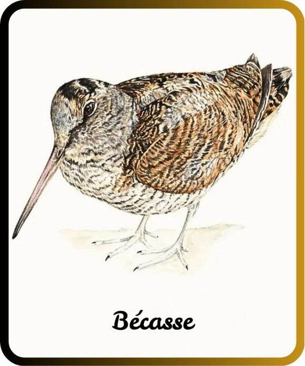 oiseaux