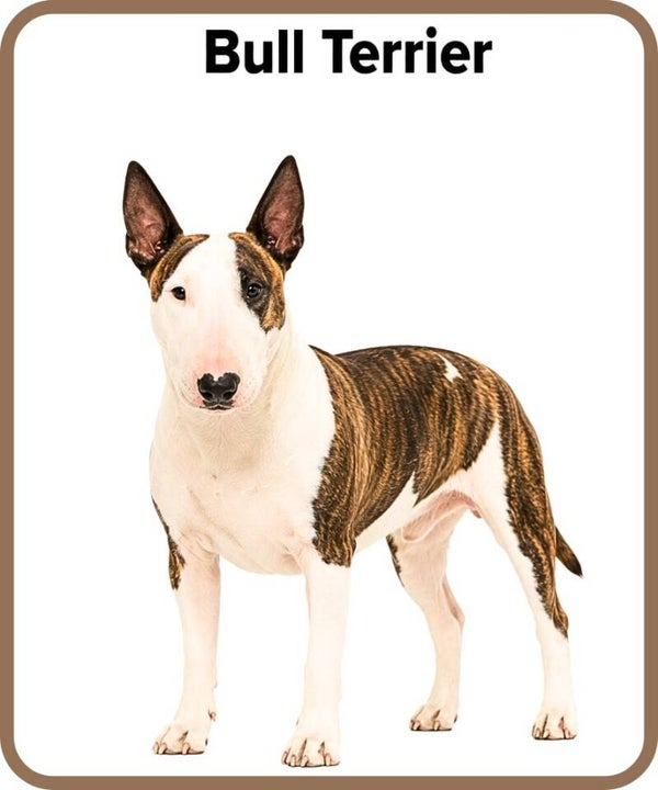 chien
