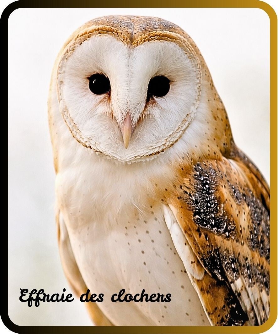 oiseaux