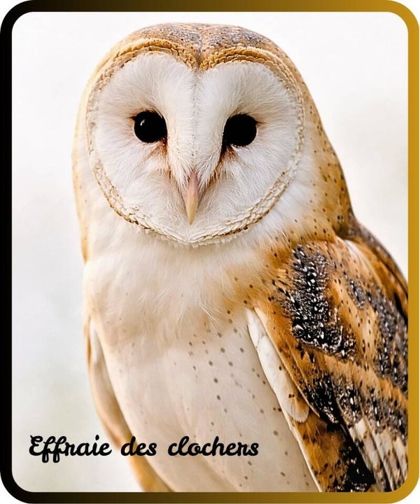 oiseaux