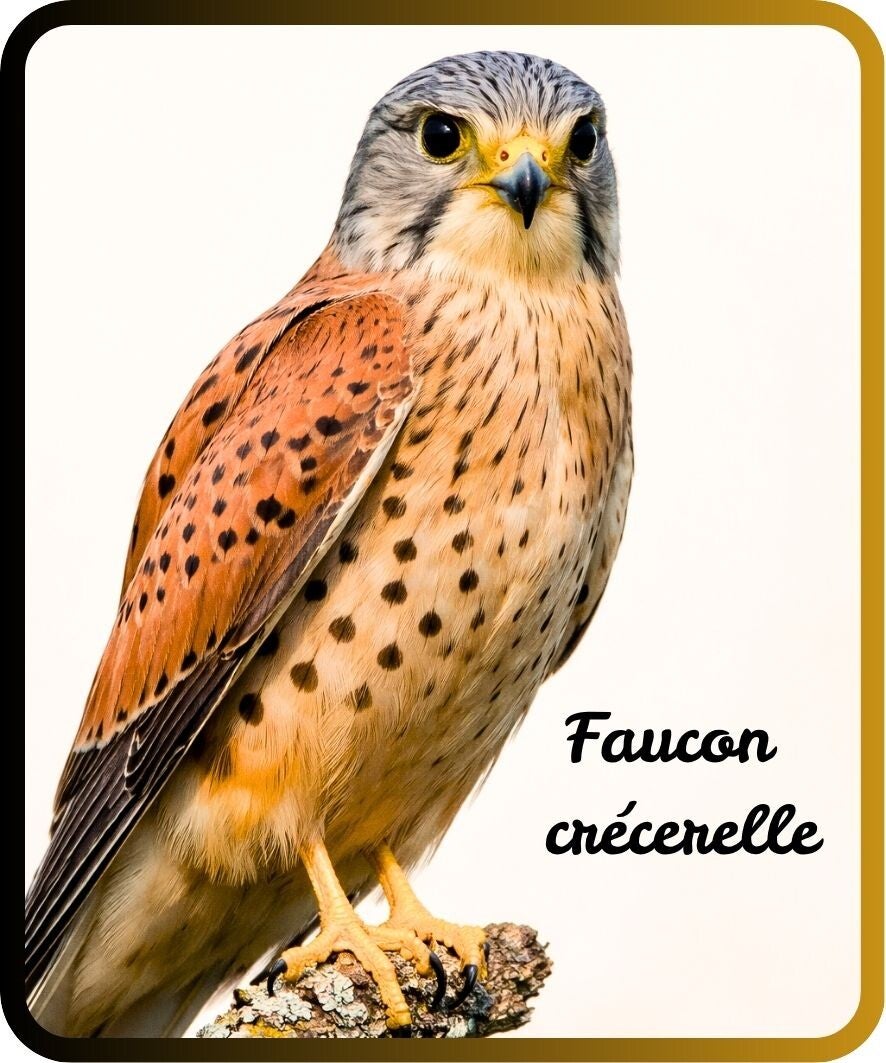 oiseaux