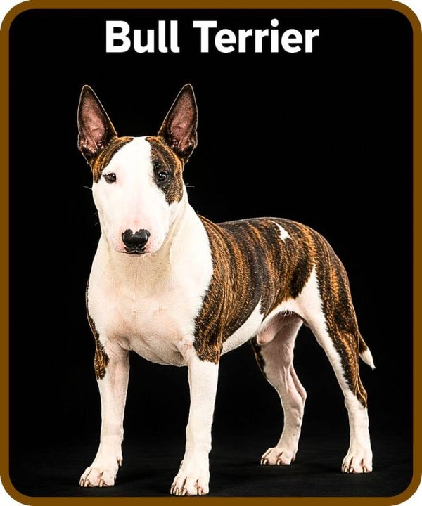 chien