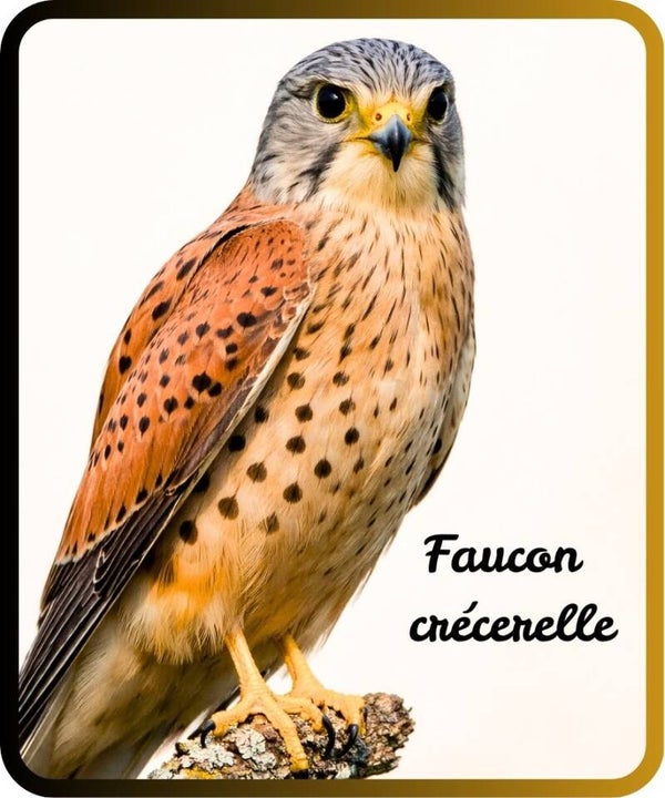 oiseaux