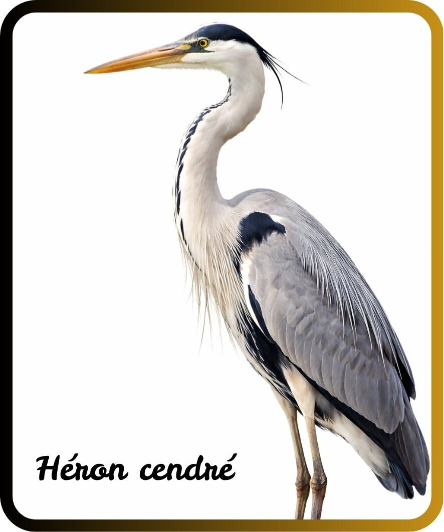 oiseaux