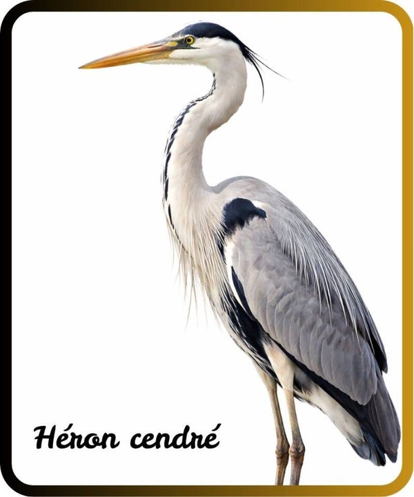 oiseaux
