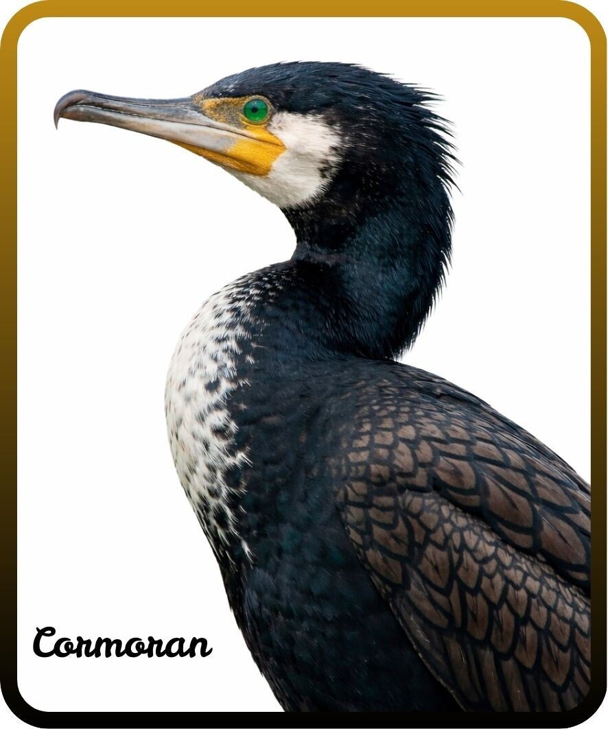 oiseaux