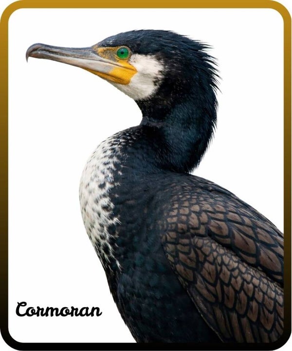 oiseaux