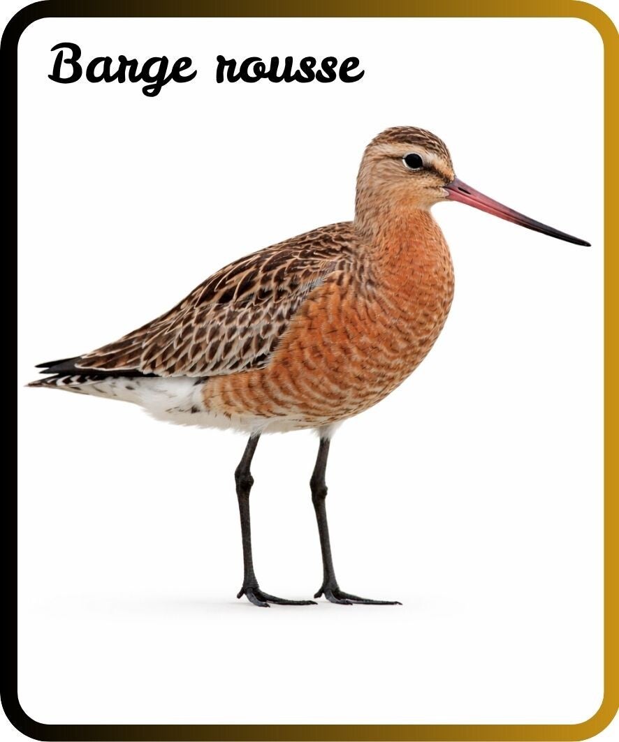 oiseaux