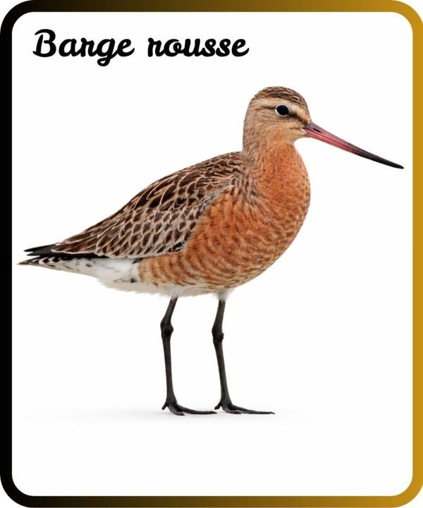 oiseaux
