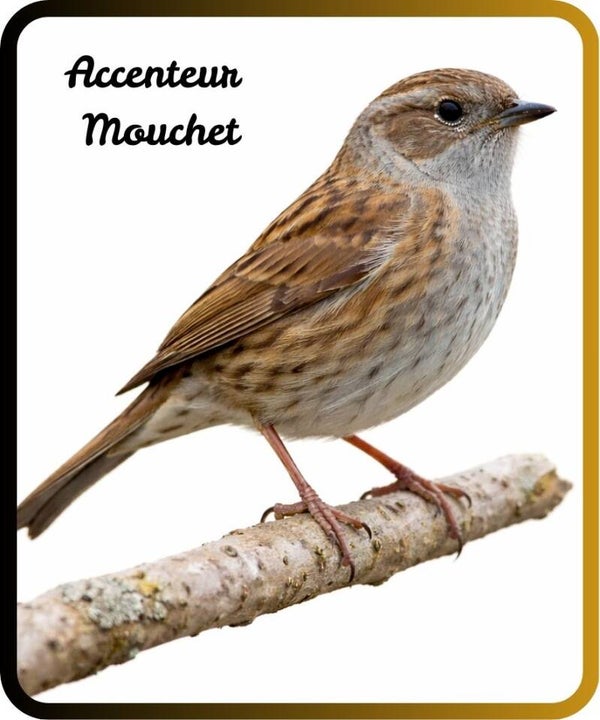 oiseaux
