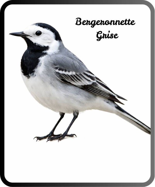 oiseaux