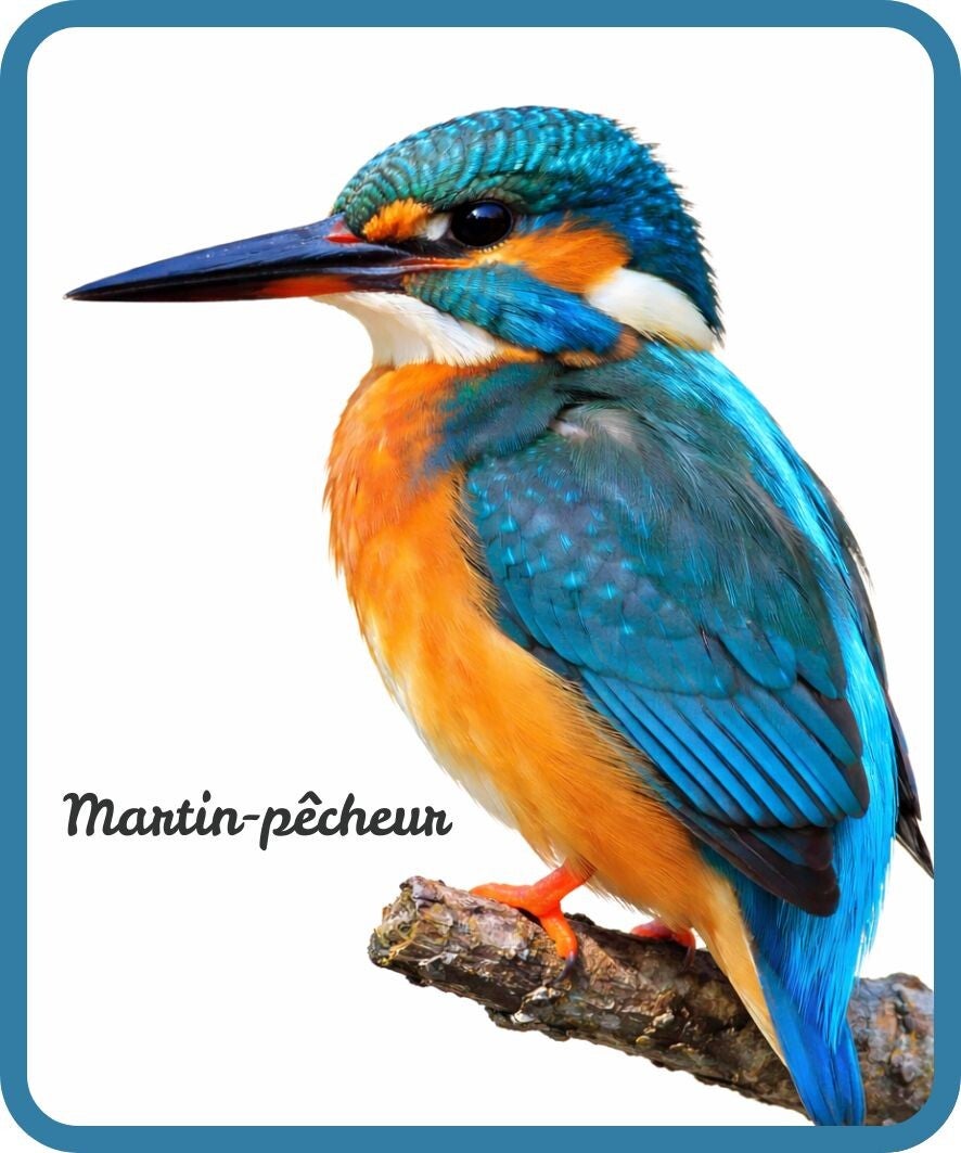 oiseaux