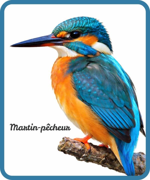 oiseaux
