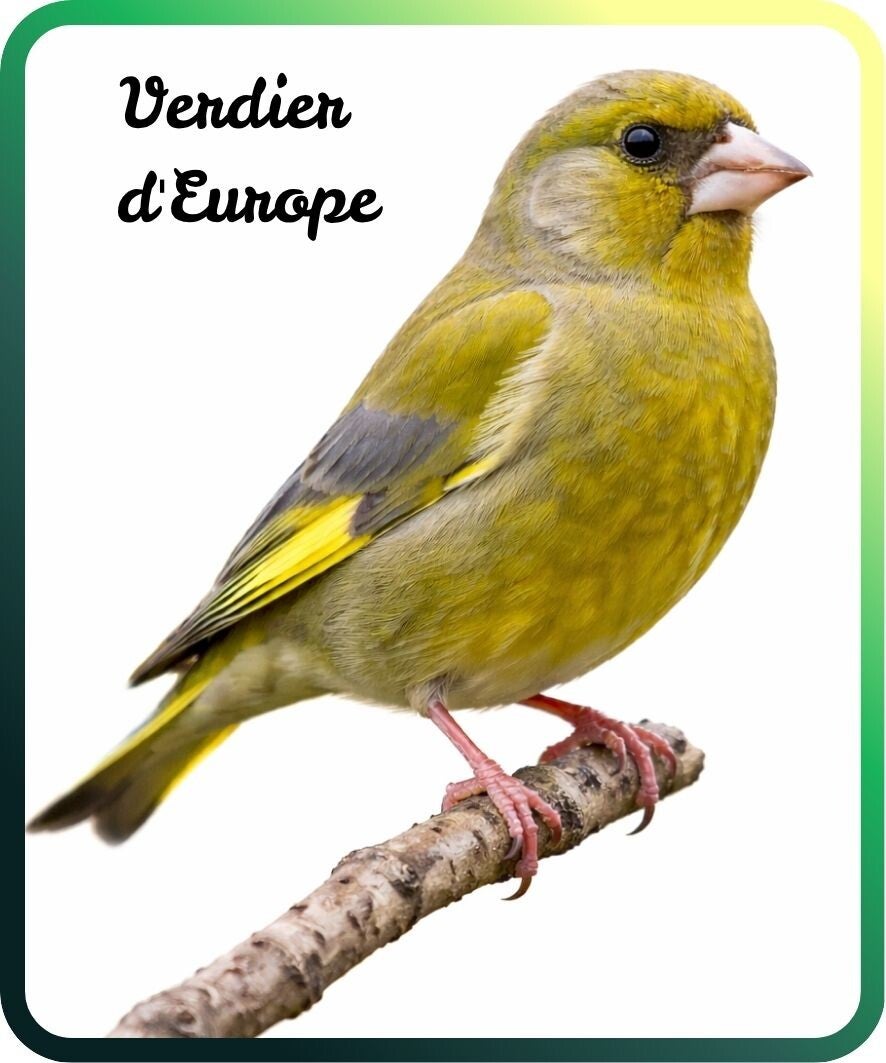 oiseaux
