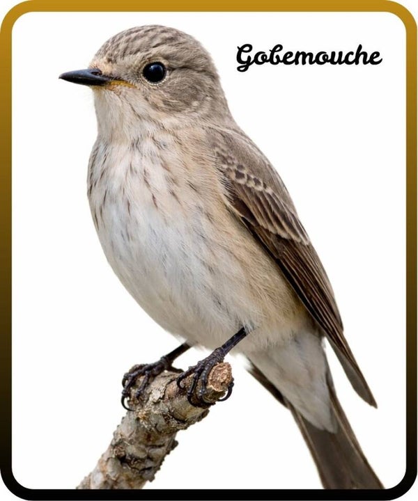oiseaux