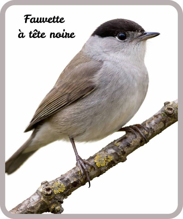 oiseaux