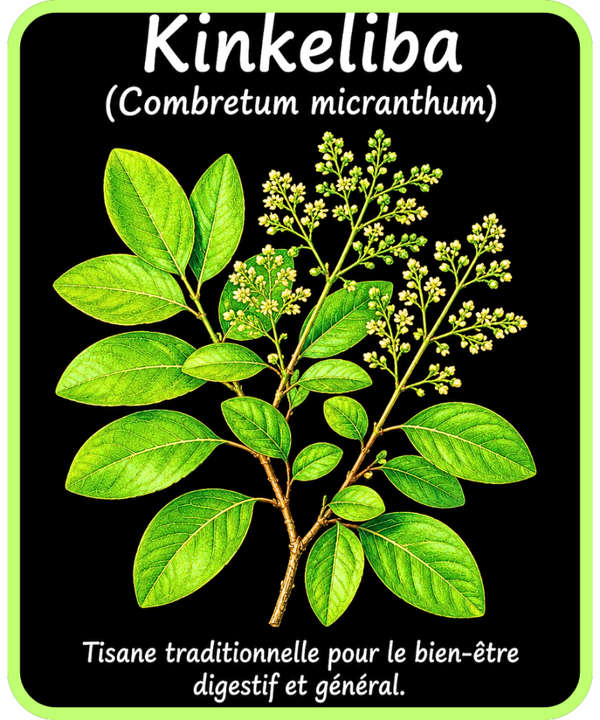 plantes médicinales