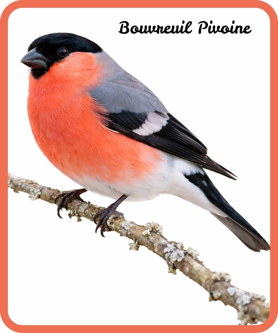 oiseaux