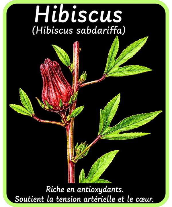 plantes médicinales