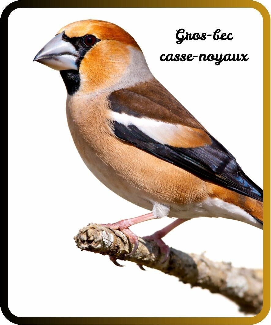 oiseaux