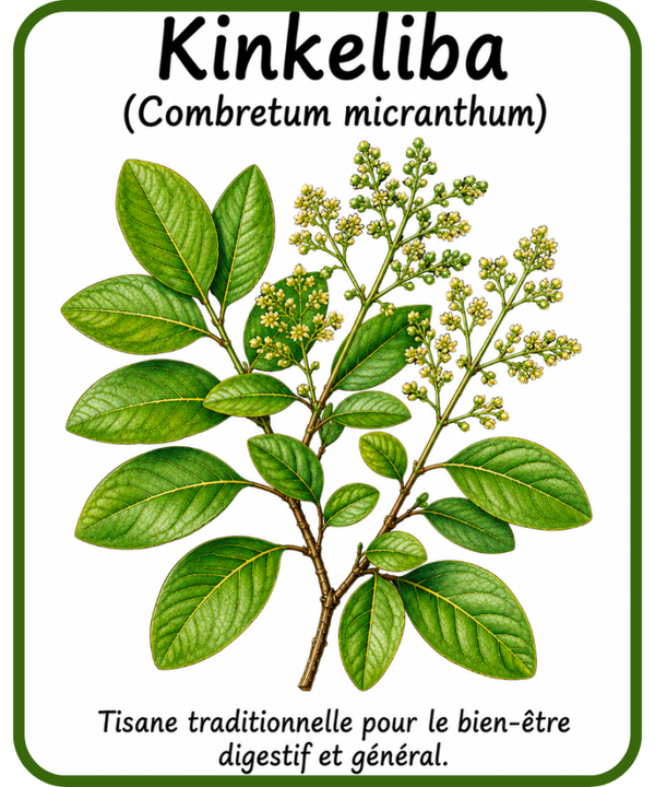 plantes médicinales