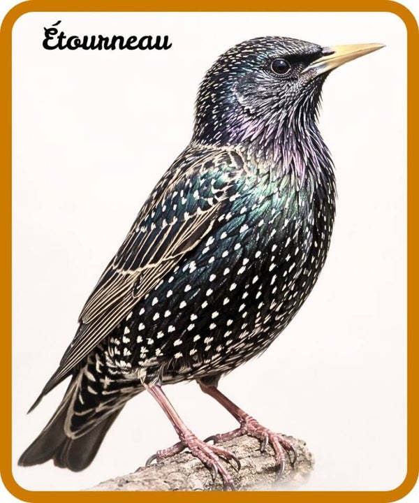 oiseaux