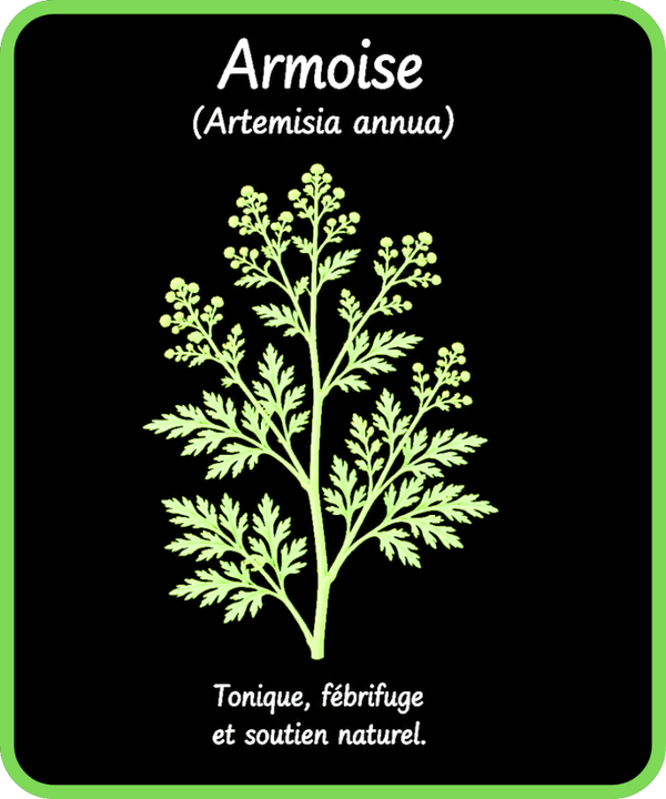 plantes médicinales