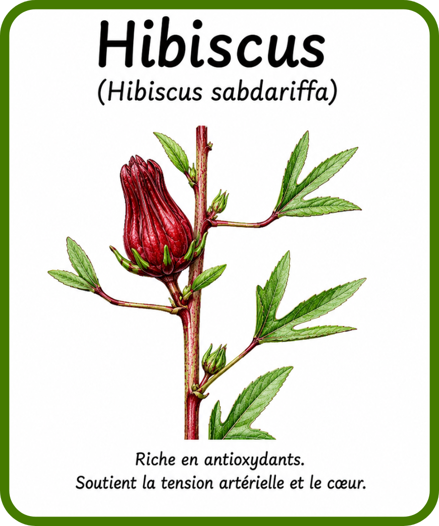 plantes médicinales
