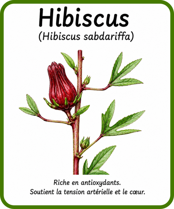 plantes médicinales