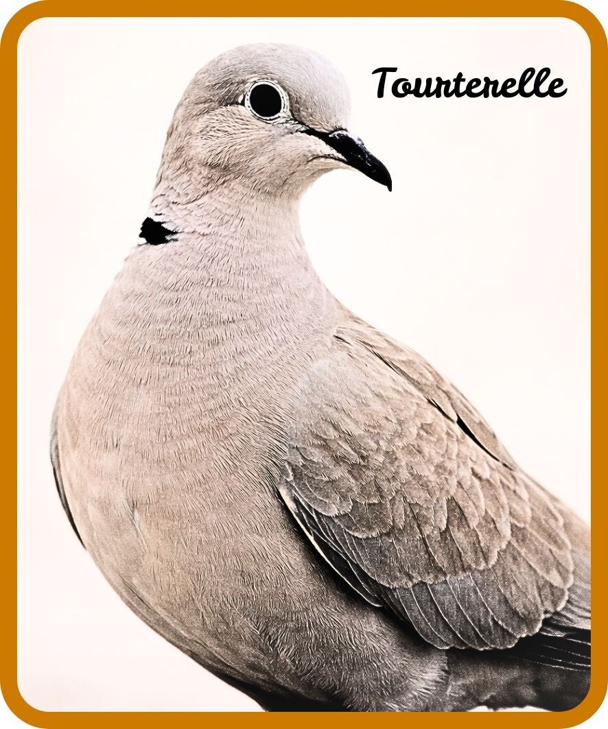 oiseaux