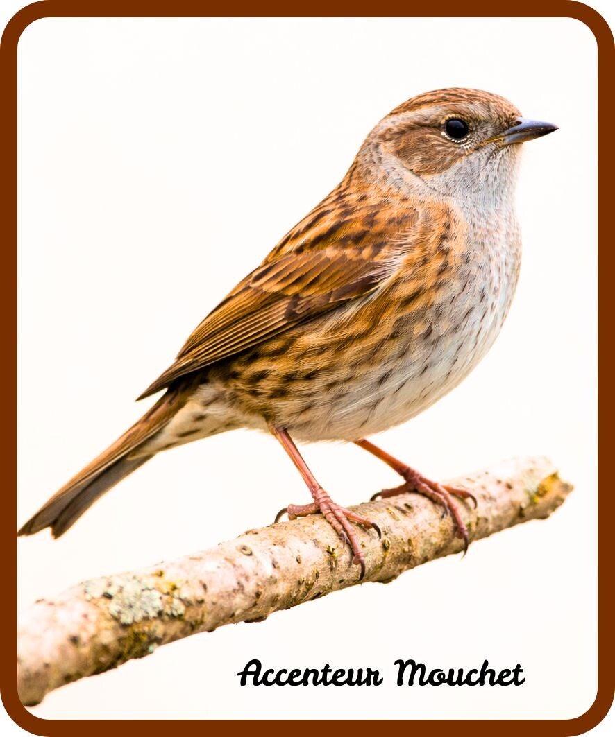 oiseaux