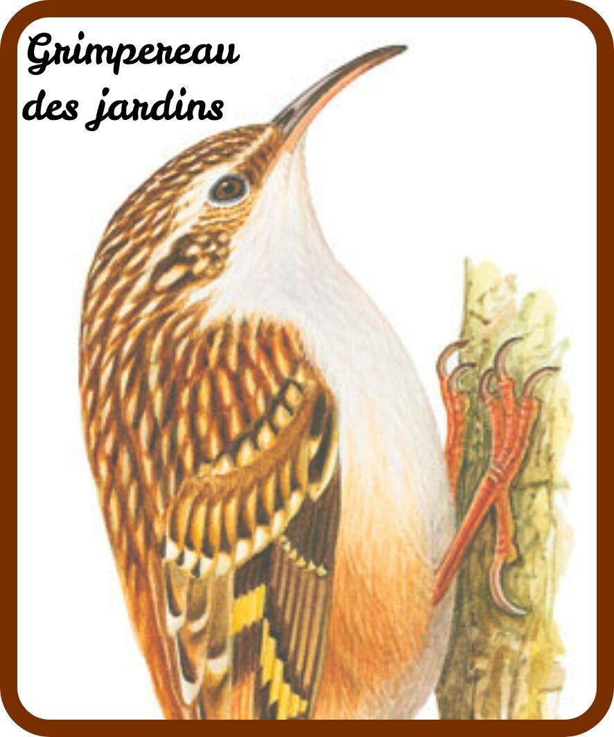 oiseaux