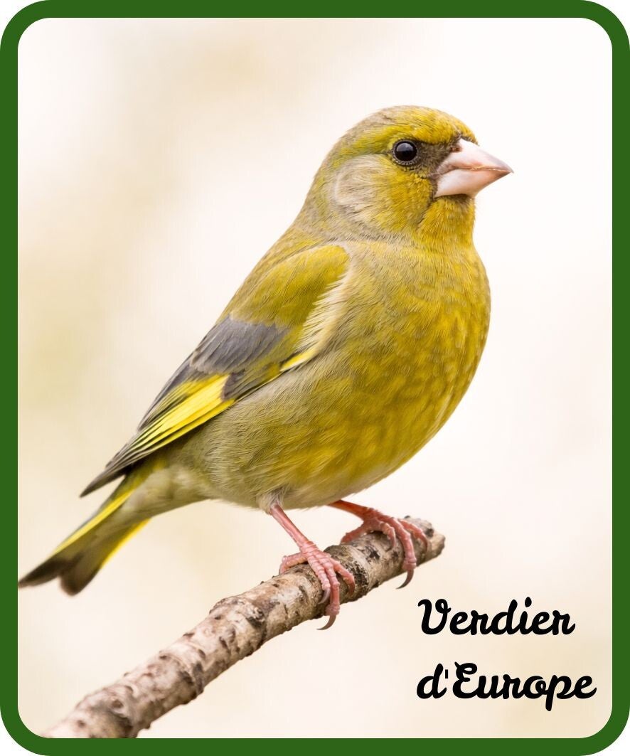 oiseaux