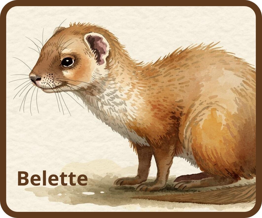 animaux