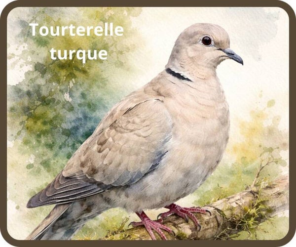 oiseaux