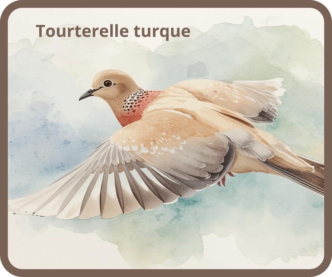 oiseaux