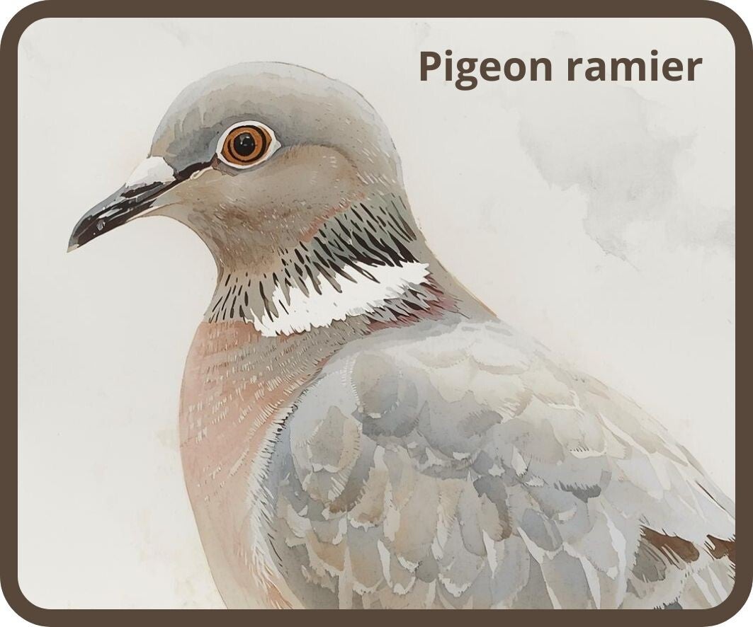 oiseaux