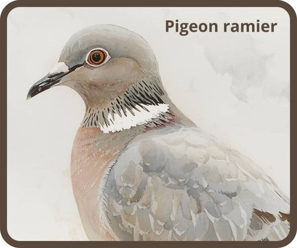 oiseaux