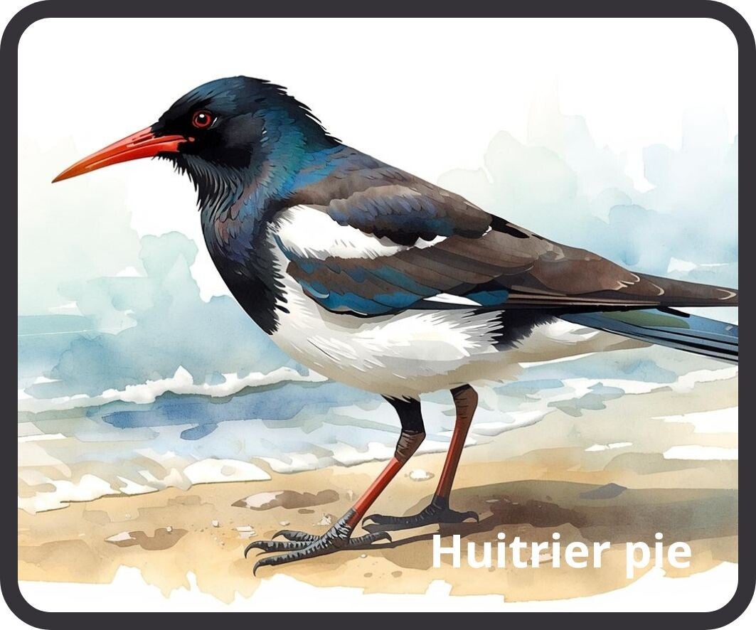 oiseaux