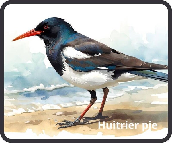 oiseaux