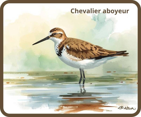 oiseaux