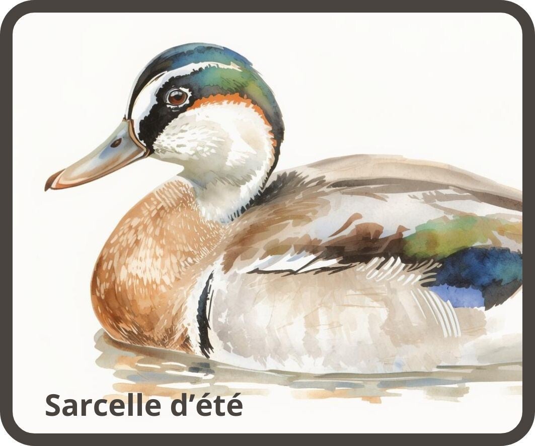 oiseaux