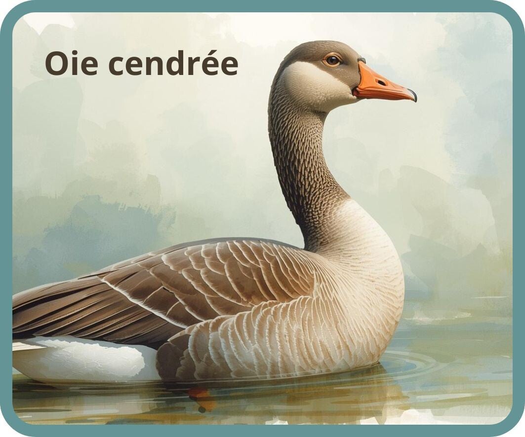 oiseaux