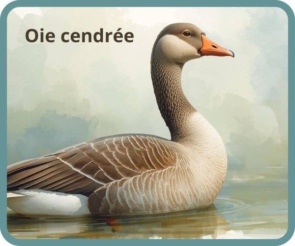 oiseaux