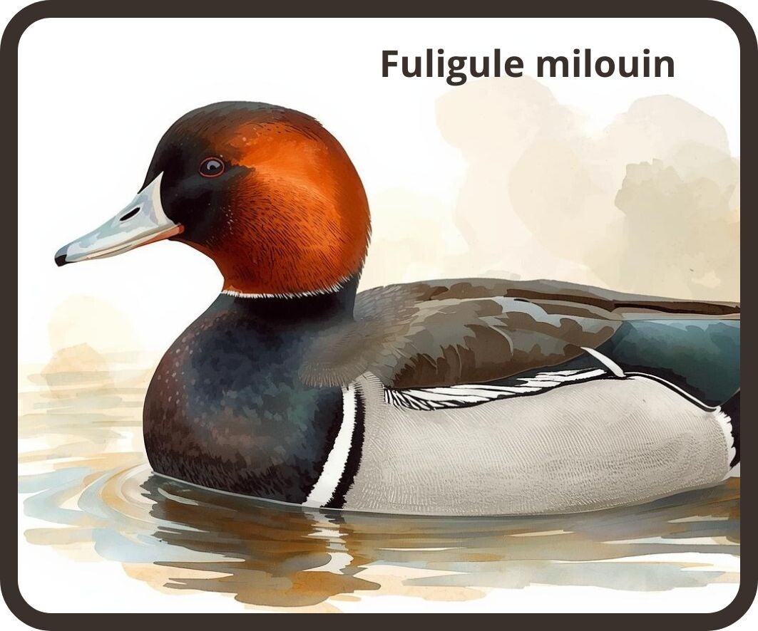 oiseaux