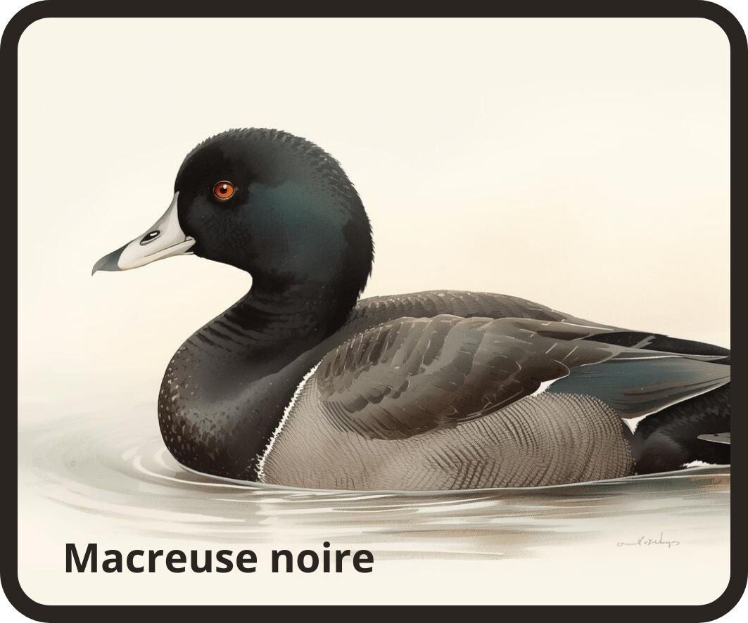 oiseaux