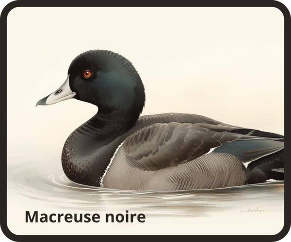 oiseaux